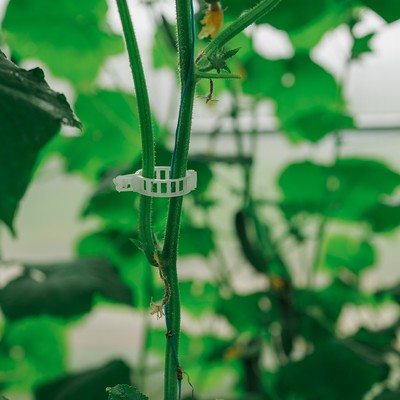 Клипса садовая, d=25 мм, набор 50 шт., Greengo