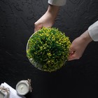 Горшок для цветов с поддоном «Алиса», 700 мл, d=15 см, h=8 см, пластиковый, белый - Фото 7