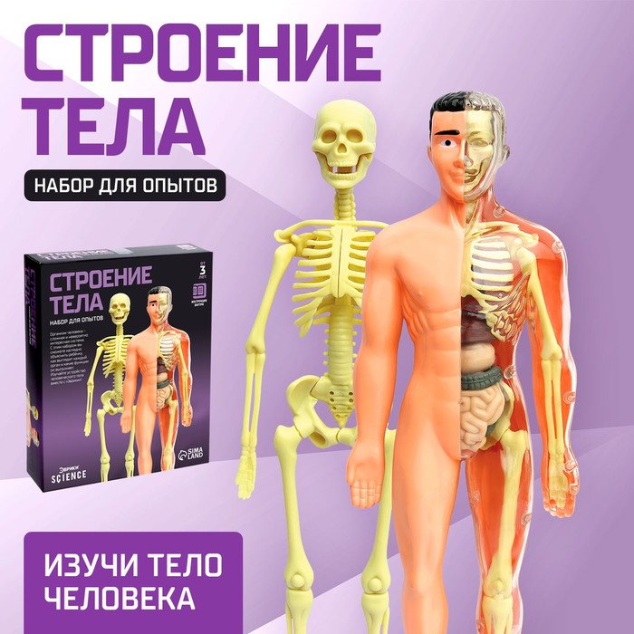 УЦЕНКА (мятая упаковка) Научный опыт «Строение тела» - Фото 1