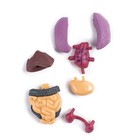 УЦЕНКА (мятая упаковка) Научный опыт «Строение тела» - Фото 7