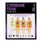 УЦЕНКА (мятая упаковка) Научный опыт «Строение тела» - Фото 8
