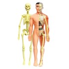 УЦЕНКА (мятая упаковка) Научный опыт «Строение тела» - Фото 9