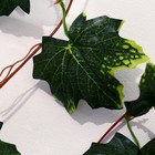 Лиана "Кленовый лист с зелёным крапом" 230 см - Фото 2