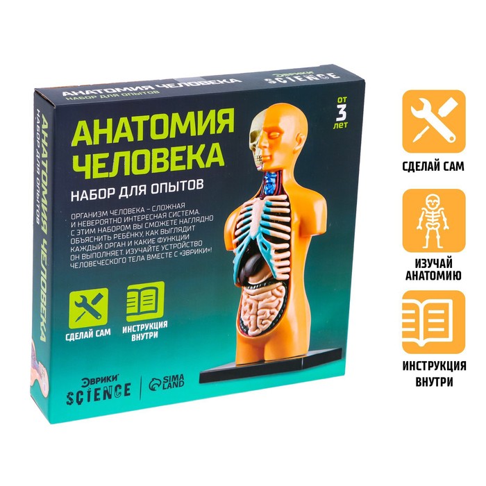 УЦЕНКА Научный опыт «Анатомия человека» - Фото 1