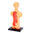 УЦЕНКА Научный опыт «Анатомия человека» - Фото 4