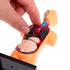 УЦЕНКА Научный опыт «Анатомия человека» - Фото 6