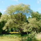 Саженец Ива (горшок р9) Фантазия, 1 шт, Осень 2025 4438739 - фото 8082255