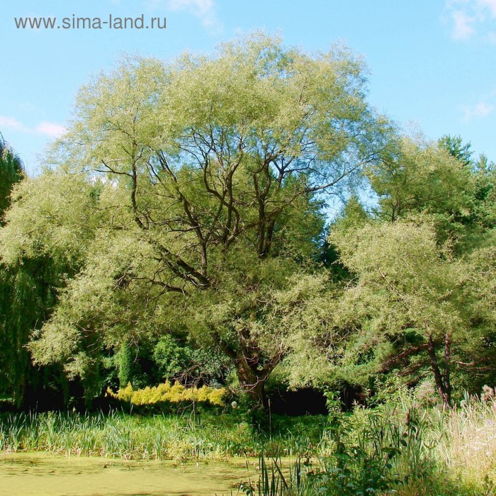 Саженец Ива р9 Фантазия 1 шт. Весна 2026 - Фото 1