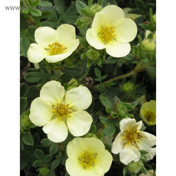 Саженец Курильский чай р9 Примроуз бьюти 1 шт. Весна 2026