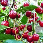 Саженец Вишня (ОКС) Уральская рубиновая, 1 шт, Осень 2025 4438758 - фото 8082257