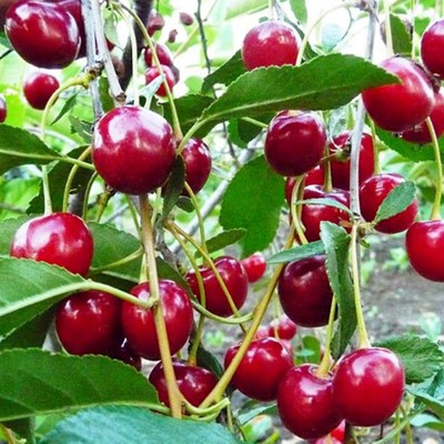 Саженец Вишня (ОКС) Уральская рубиновая, 1 шт, Осень 2025