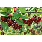 Саженец Вишня (ОКС) Щедрая, 1 шт, Осень 2025 4438760 - фото 8082258