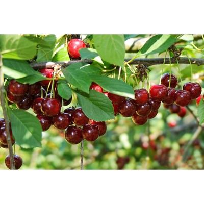 Саженец Вишня (ОКС) Щедрая, 1 шт, Осень 2025