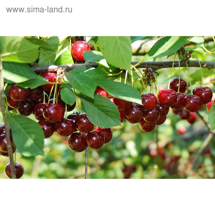 Саженец Вишня (ОКС) Щедрая, 1 шт, Осень 2025 - Фото 1