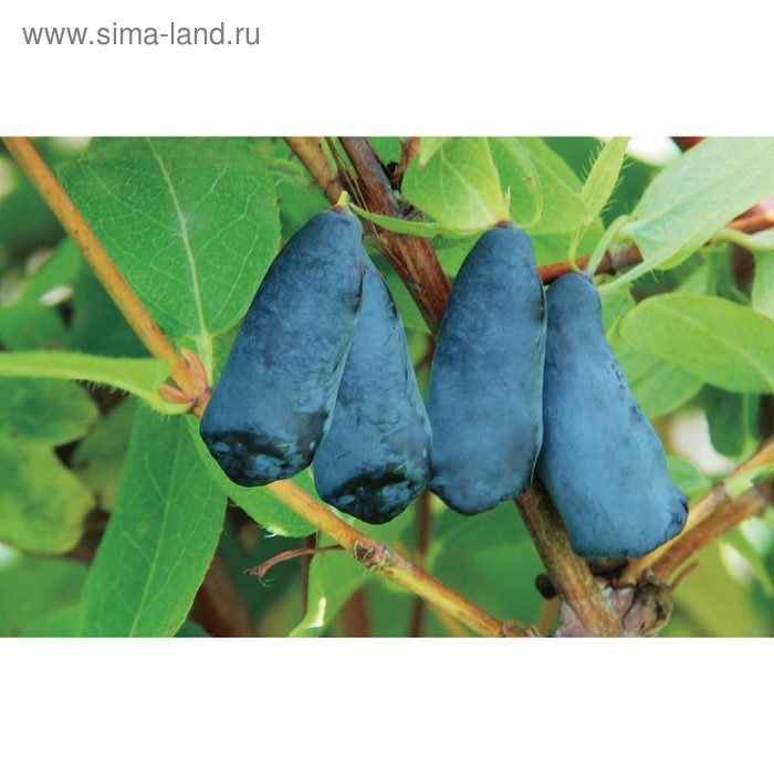 Жимолость владыка описание сорта фото отзывы садоводов Жимолость владыка описание сорта фото отзывы садоводов