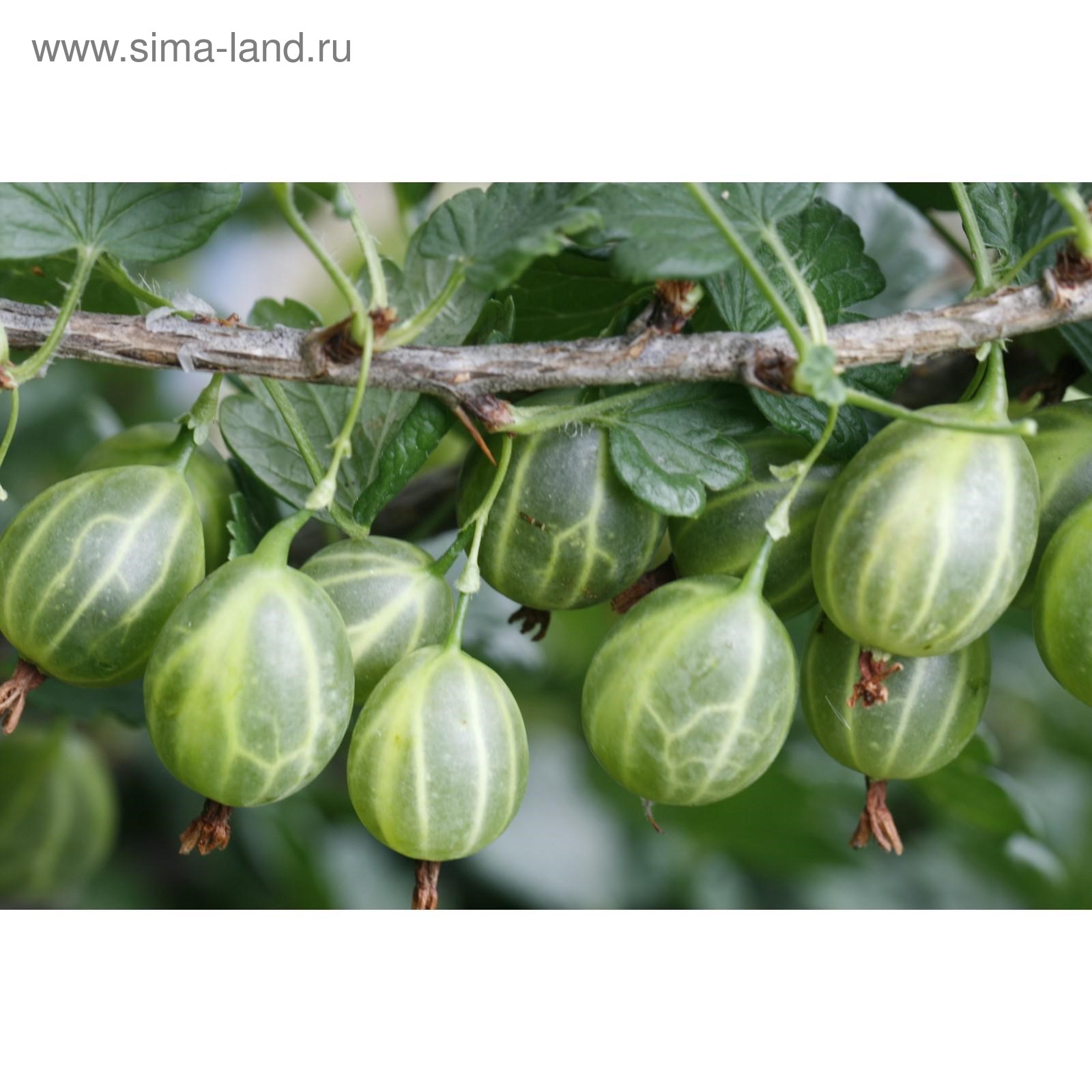 Крыжовник уральский изумруд описание фото Крыжовник уральский изумруд описание фото