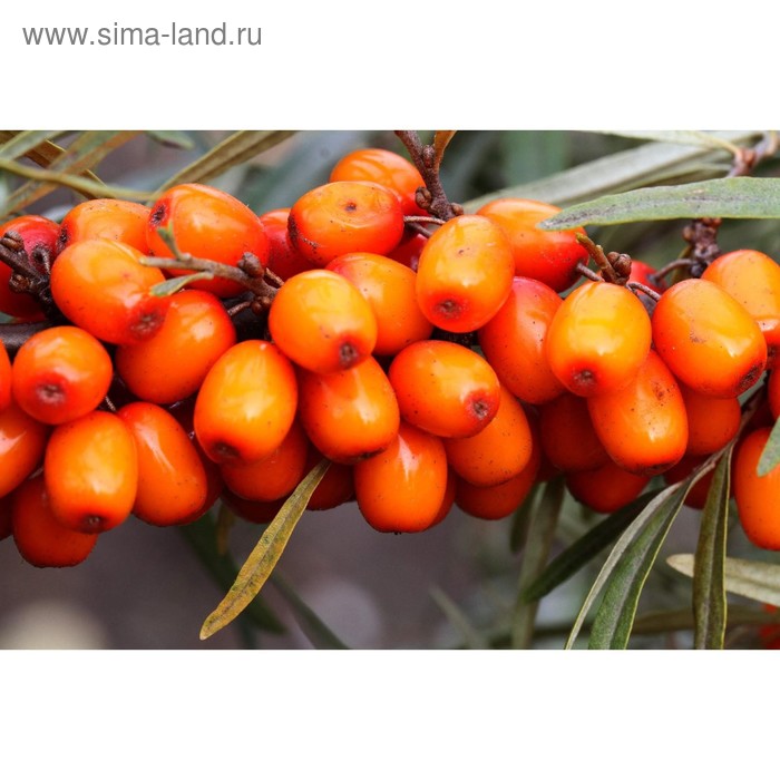 5 штук Облепиха Елизавета - купить с доставкой по выгодным ценам в интернет-мага