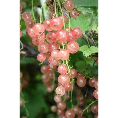 Саженец Смородина цветная (ОКС) Голландская розовая, 1 шт, Осень 2025