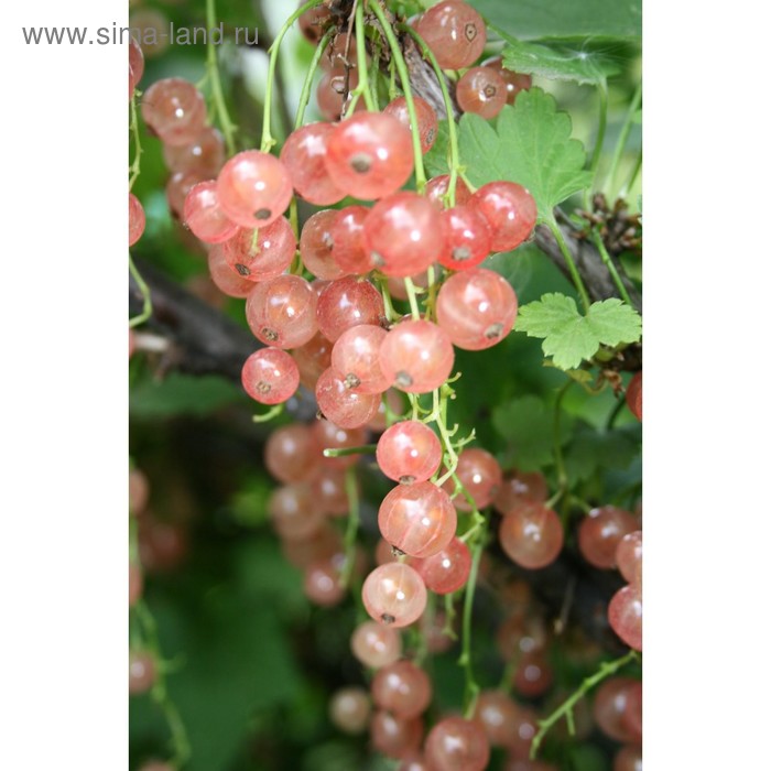 Саженец Смородина цветная (ОКС) Голландская розовая, 1 шт, Осень 2025 - Фото 1