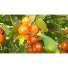 Саженец Смородина золотистая (горшок р9) Ляйсан, 1 шт, Осень 2025 4438794