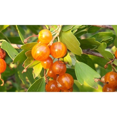 Саженец Смородина золотистая (горшок р9) Ляйсан, 1 шт, Осень 2025