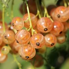 Саженец Смородина золотистая (горшок р9) Солнышко, 1 шт, Осень 2025 4438795 - фото 8082261