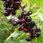 Саженец Смородина золотистая (горшок р9) Шафак, 1 шт, Осень 2025 4438796 - фото 8082262