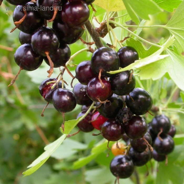 Саженец Смородина золотистая (горшок р9) Шафак, 1 шт, Осень 2025 - Фото 1