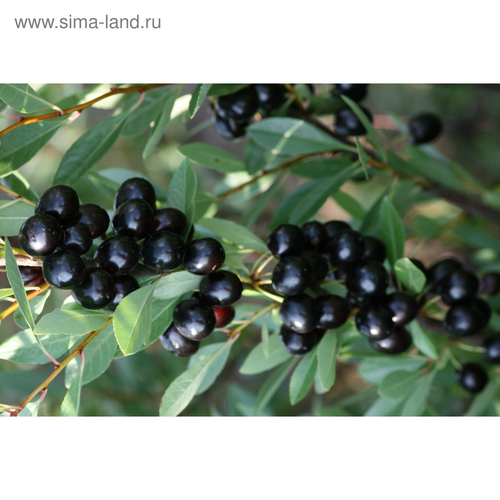 Вишня омская ночка описание фото Вишня омская ночка описание фото