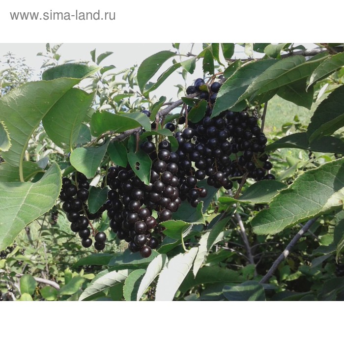 Саженцы черёмухи, новый, в наличии. Цена: 100 ₽ в Уссурийске