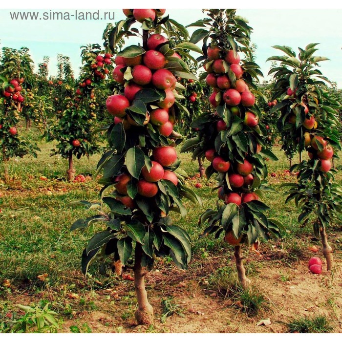 Саженец Яблоня колонновидная (горшок 9*9*14, 2л) Арбат, 1 шт, Осень 2025 - Фото 1