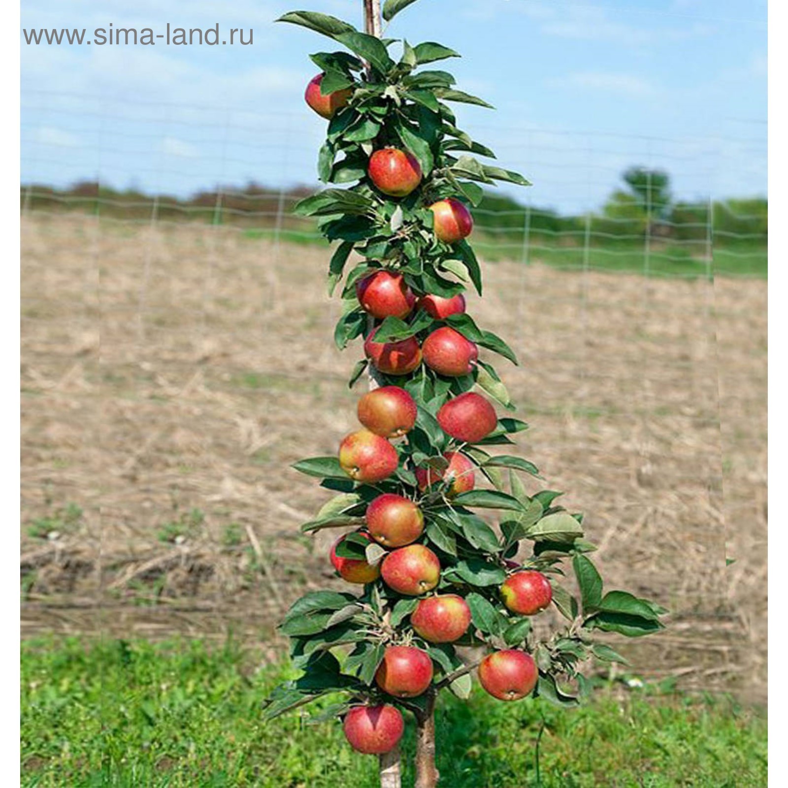 Название колоновидных яблонь сортов фото Название колоновидных яблонь сортов фото