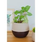 Горшок для цветов с поддоном «СибПолимер. Дуэт», 2.5 л, пластиковый, цвет шоколадный / кофе с молоком - Фото 7