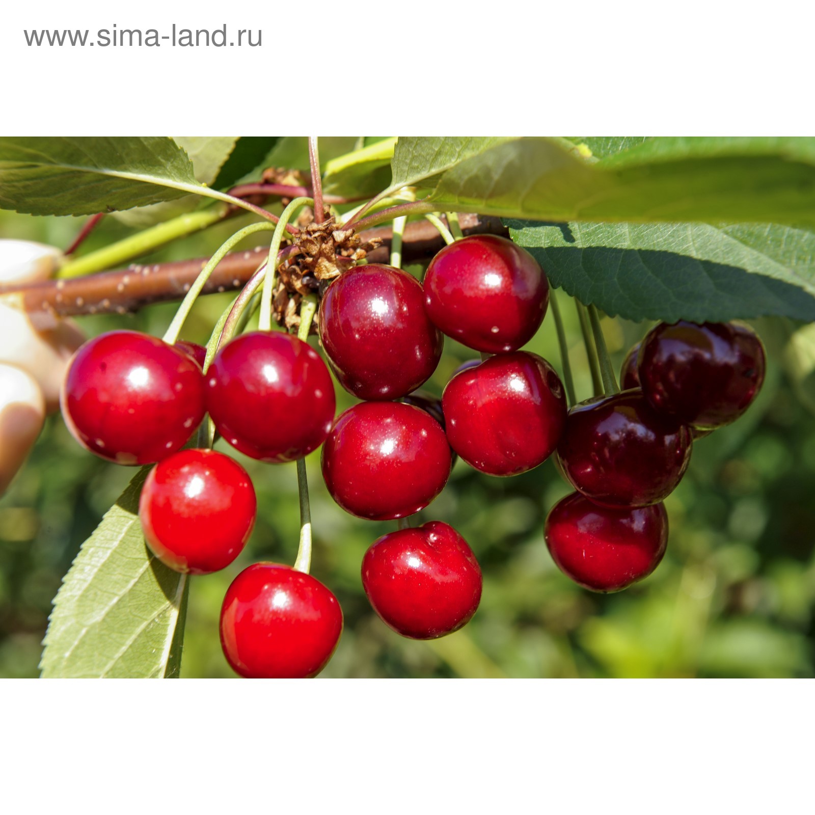 Свердловчанка Свердловская ССС