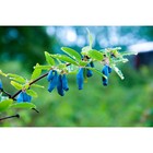 Саженец Жимолость (ОКС) Бакчарский великан, 1 шт, Осень 2025 4438807 - фото 8082265