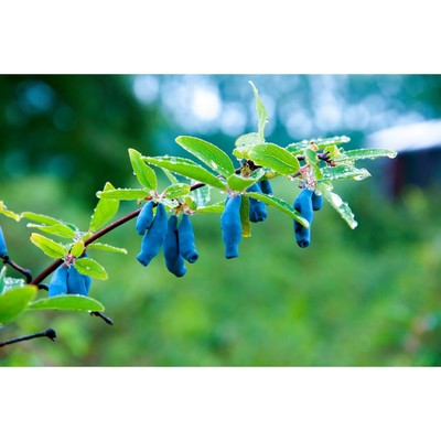 Саженец Жимолость (ОКС) Бакчарский великан, 1 шт, Осень 2025