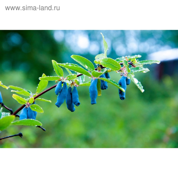Саженец Жимолость (ОКС) Бакчарский великан, 1 шт, Осень 2025 - Фото 1