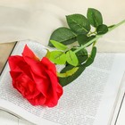 Цветы искусственные "Роза ариозо" 10*55 см, красная - фото 63149869