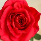 Цветы искусственные "Роза ариозо" 10*55 см, красная - фото 63149870