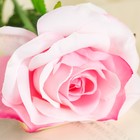 Цветы искусственные "Роза ариозо" 10*55 см, розовая - фото 62077500