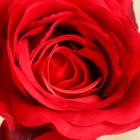 Цветы искусственные "Роза колумбийская" 8*46 см, красная - Фото 2