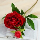 Цветы искусственные "Пион дуо" 12х60 см, красный - Фото 1