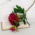 Цветы искусственные «Пион дуо», 12×60 см, бордовые - Фото 1