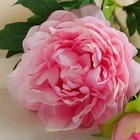 Цветы искусственные «Пион дуо», 12×60 см, розовые - Фото 2