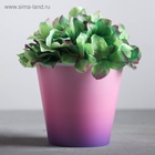 Кашпо «Розовый закат», 0,8 л, 11 х 12 см - фото 809296121