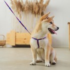 Комплект Super Dog, шлейка 26-39 см, поводок 120х1 см - Фото 9