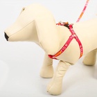 Шлейка GlaМууур, 26-39 см, поводок 120×1 см - Фото 4