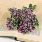 Букет "Кашка" 25 см, микс (в напылении) - Фото 1