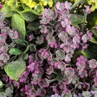 Букет "Кашка" 25 см, микс (в напылении) - Фото 2