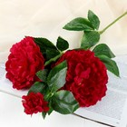 Цветы искусственные "Воздушные пионы" 9*64 см, бордовый - Фото 1